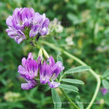 forage plant  alfalfa seeds Medicago sativa seeds for planting